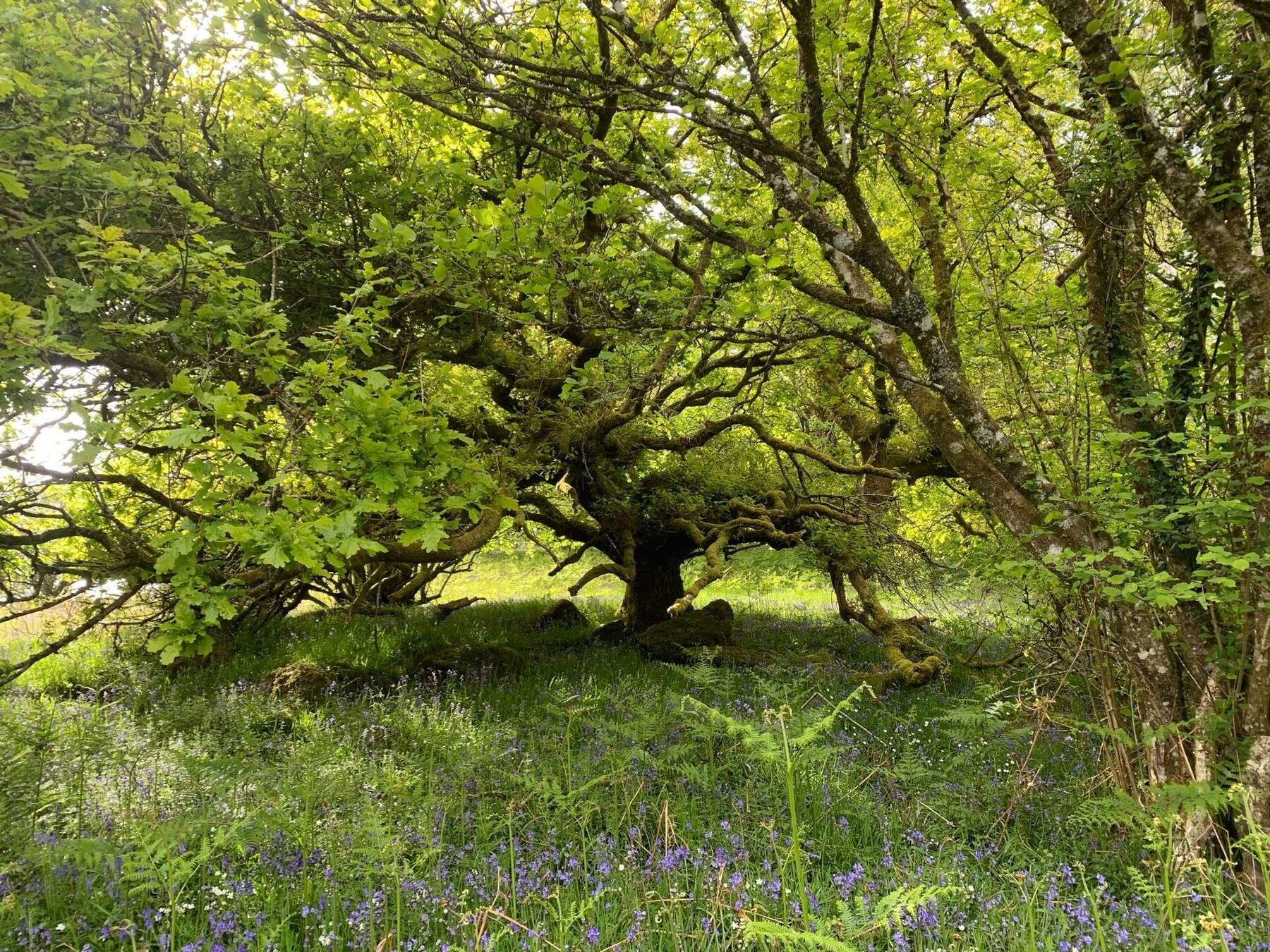An old, low-branched oak surrounded by bluebells and ferns in a woodland clearing
